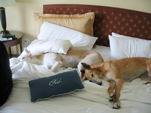 Beaver Creek pet friendly hotels, dog friendly hotels near Beaver Creek, Colorado; hotels in Eagle County pets allowed